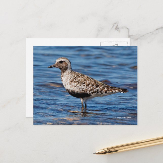 Black-Bellied Plover Shorebird on Shore Postcard (Front/Back In Situ)