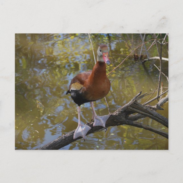 Black-Bellied Whistling Duck 2 Postcard (Front)