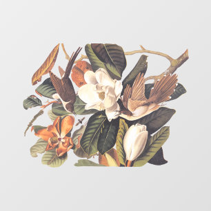 Black-Billed Cuckoo Bird