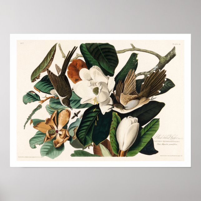 Black-billed Cuckoo by Audubon Poster (Front)