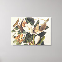 Black-billed Cuckoo on Magnolia Grandiflora, 1828,
