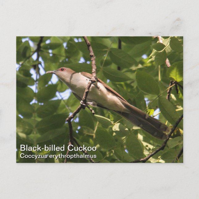 Black-billed Cuckoo Postcard (Front)