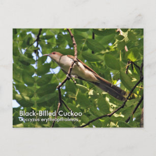 Black-Billed Cuckoo Postcard
