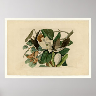 Black-billed Cuckoo Poster
