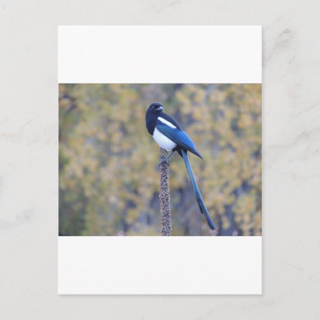 Black Billed Magpie Postcard (Front)