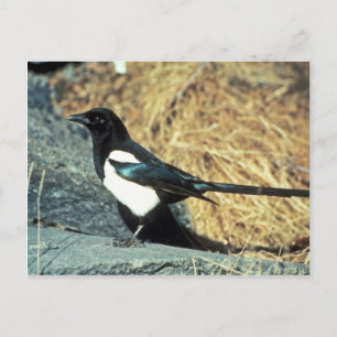 Black-billed magpie stands on rock postcard
