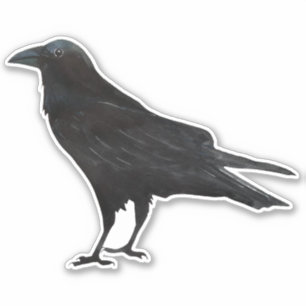 Black Bird Crow