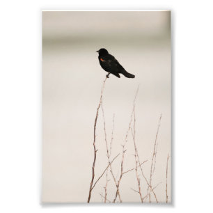 Black Bird On Barren Branch Photo Print