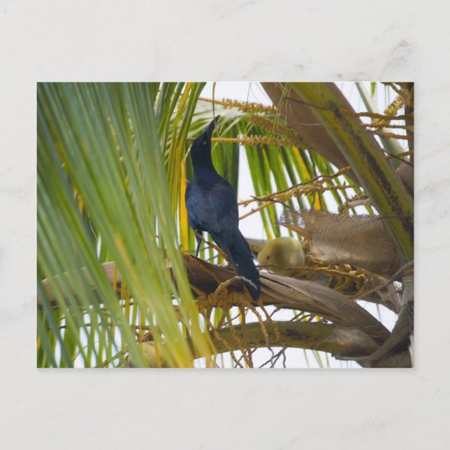 Black bird postcard (Front)