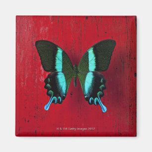 Black & Blue Butterfly Magnet