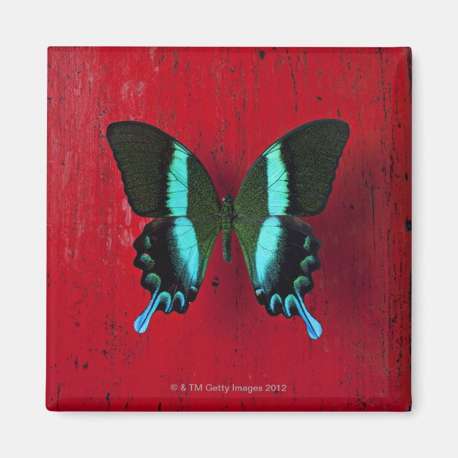 Black & Blue Butterfly Magnet (Front)