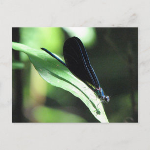 Black & Blue Damselfly Postcard