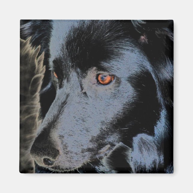 Black Border Collie Face Dog Magnet (Front)