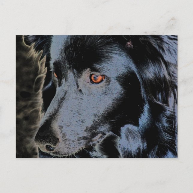 Black Border Collie Face Dog Postcard (Front)