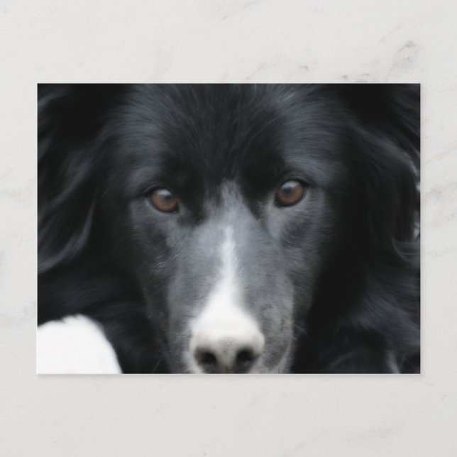 Black Border Collie Face Dog Postcard (Front)