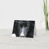 Black Border Collie Face Dog Thank You Card