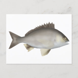 Black Bream Postcard