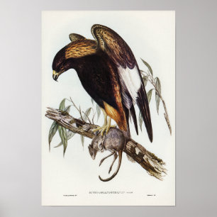 Black-Breasted Buzzard by Elizabeth Gould Poster