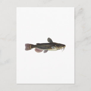 Black Bullhead Catfish Art Postcard