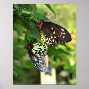 Black Butterflies Nature Poster