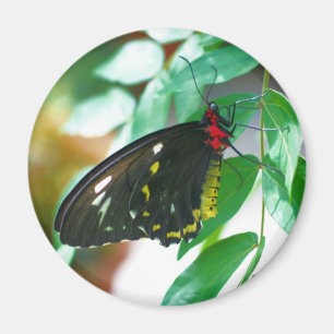 Black Butterfly Nature Magnet