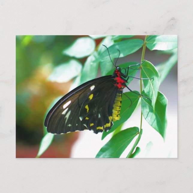 Black Butterfly Nature  Postcard (Front)
