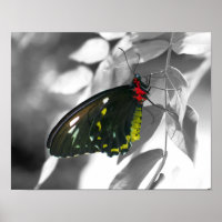 Black Butterfly Partial Color Nature