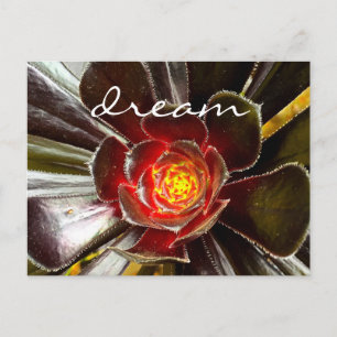 Black Cactus Succulent Photography Dream Script Postcard