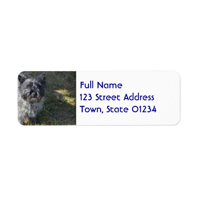 Black Cairn Terrier (Front)