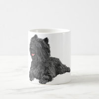 Black Cairn Terrier