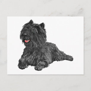Black Cairn Terrier Postcard