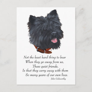 Black Cairn Terrier Rainbow Bridge Postcard