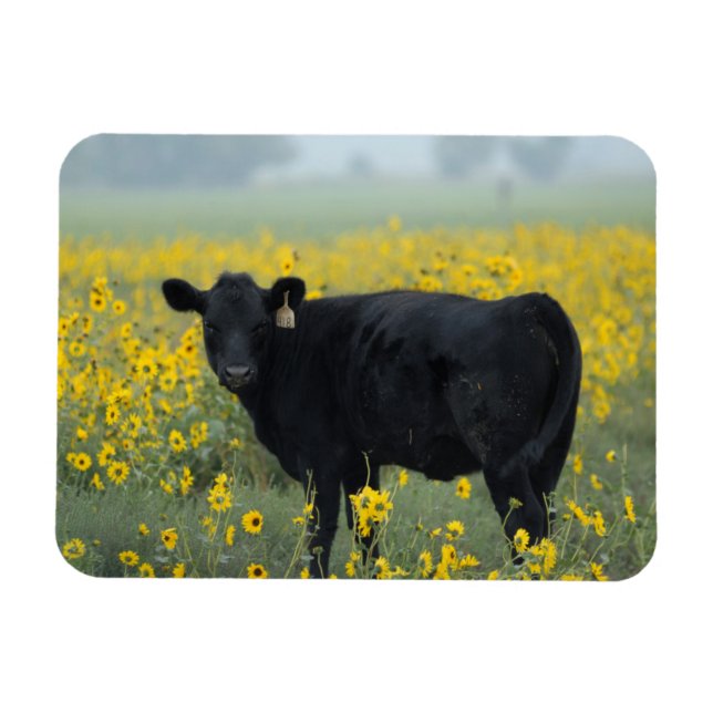 Black Calf in a Field of Sunflowers Magnet (Horizontal)