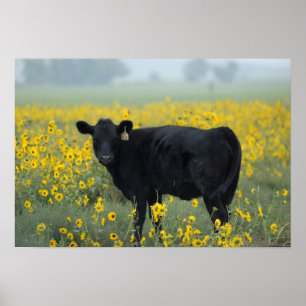 Black Calf in a Field of Sunflowers Poster
