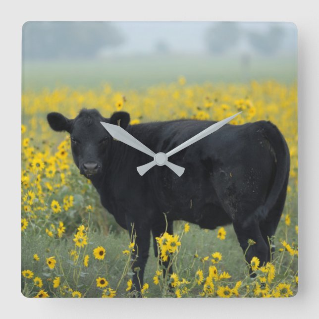 Black Calf in a Field of Sunflowers Square Wall Clock (Front)