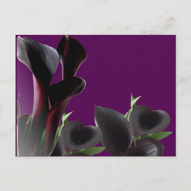 Black Calla Lily Flowers Postcard (Front)