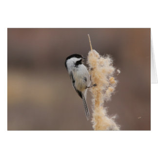 Black-capped Chickadee