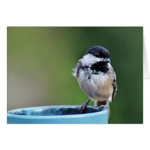 Black-capped chickadee