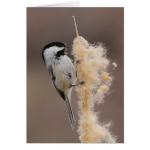 Black-capped Chickadee