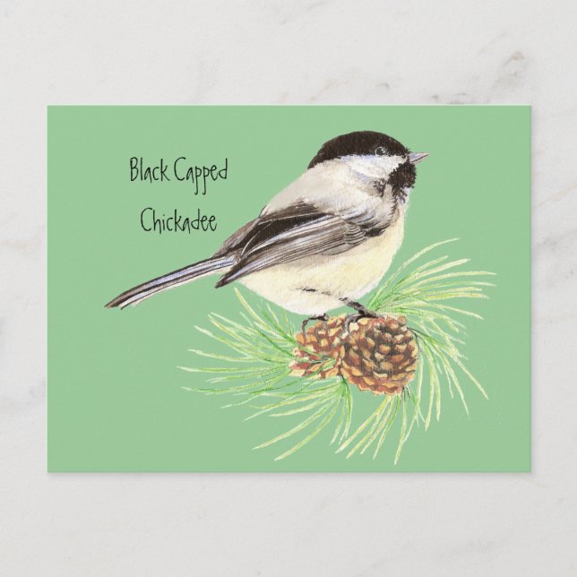 Black Capped Chickadee - Bird - Nature Postcard (Front)