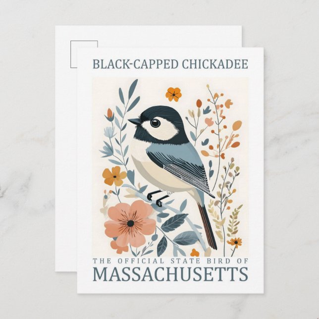 Black Capped Chickadee Bird of Massachusetts USA Postcard (Front/Back)