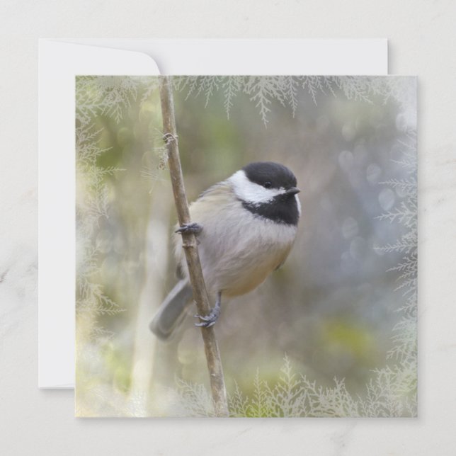 Black Capped Chickadee Cedar Branches Winter Bird Holiday Card (Front)