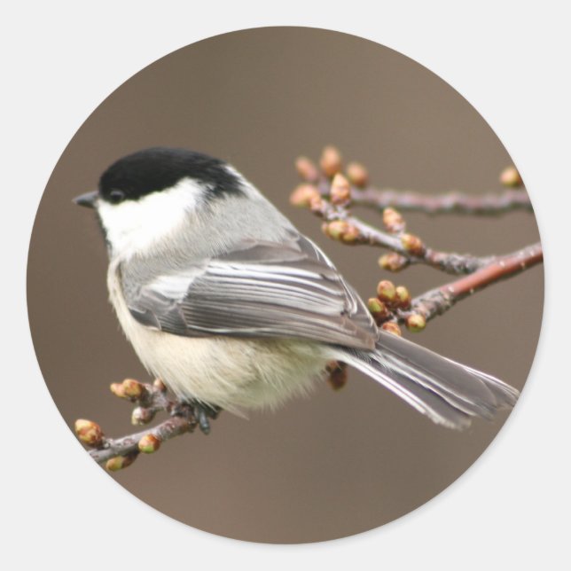 Black Capped Chickadee Classic Round Sticker (Front)