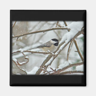 Black-Capped Chickadee in Snow Storm Magnet