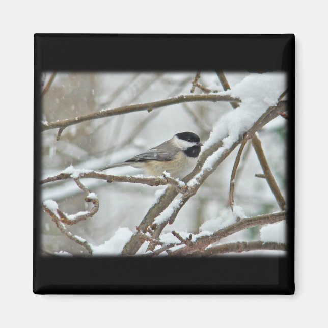 Black-Capped Chickadee in Snow Storm Magnet (Front)