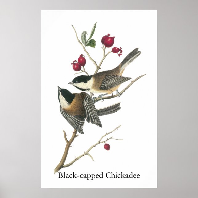 Black-capped Chickadee, John Audubon Poster (Front)