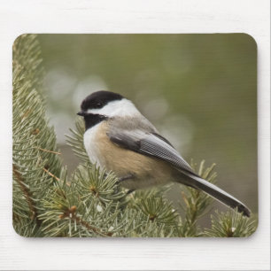 Black-capped Chickadee Mousepad