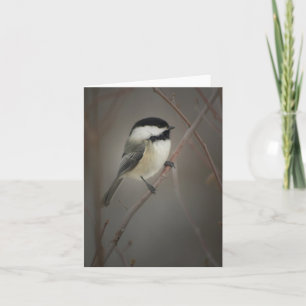 Black Capped Chickadee Notecard