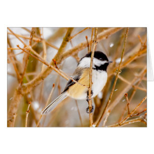 Black-Capped Chickadee - Original Photograph
