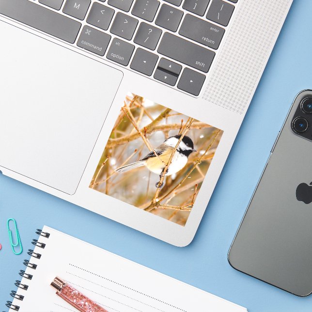 Black-Capped Chickadee - Original Photograph (Laptop w/ iPhone)